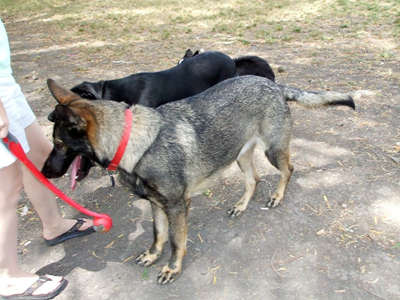 Dog Park Aug 23 03.JPG